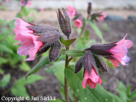 Pulmonaria 'Dora Bielefel' tarhaimikk�